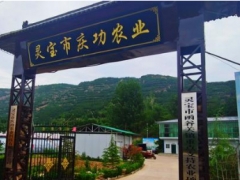 三門(mén)峽靈寶市函谷關(guān)鎮(zhèn)：聚力打造香菇產(chǎn)業(yè) 一村一品促進(jìn)鄉(xiāng)村振興 ()