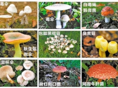 視頻連線(xiàn)跨越2000公里 廣州專(zhuān)家教云南村民防范蘑菇中毒 ()