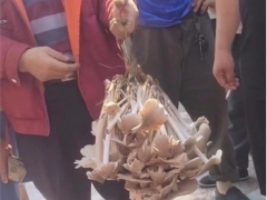 男子拎野生“傘把菇”遭圍觀，被1800元買走，目擊者：四五斤重 ()