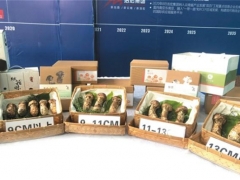 松茸出滇 國際國內(nèi)市場互促共進(jìn) ()
