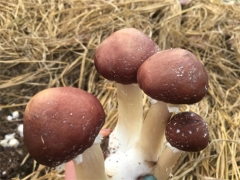全國農(nóng)技中心啟動印發(fā)《大球蓋菇栽培技術集成與示范推廣》方案