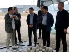 山西嵐縣縣委副書記、縣長喬云調(diào)研食用菌產(chǎn)業(yè)發(fā)展 ()