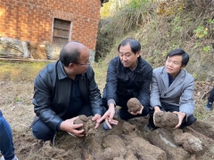 中科院微生物研究所、湖北省中醫(yī)院專家教授赴黃岡英山、羅田茯苓基地開展調(diào)研工作 ()