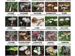 緊急擴散！高達400多種，嚴(yán)重可致死！ ()