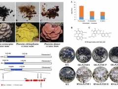 平菇也能穿花衣？科學(xué)家揭示菌蓋顏色調(diào)控機制 ()