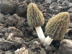 喜憂參半羊肚菌栽培！今年還值得入局嗎？ ()