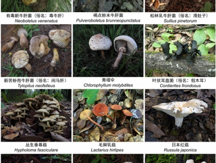 一年2000多人中毒，云南省衛(wèi)健委緊急預(yù)警！ ()