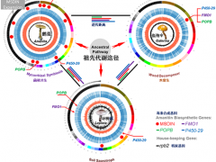 世界上最毒蘑菇是如何煉成的？——昆明植物所在毒蘑菇鵝膏環(huán)肽毒素合成機制研究中取得重要進展 ()