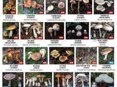 最新版！川渝野生毒蘑菇圖鑒 ()