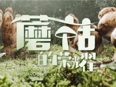 中國菌物學(xué)會(huì)發(fā)起出品紀(jì)錄片《蘑菇的榮耀》即將首播 ()