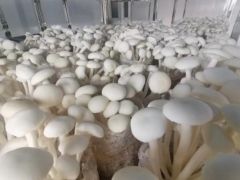 昆明食用菌研究所茶薪菇新品種“中菌白茶1號(hào)”通過(guò)專家組鑒定 ()