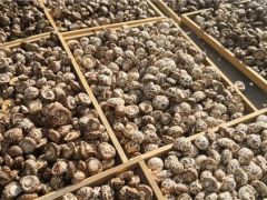 湖北省農(nóng)科院制定香菇品質(zhì)評(píng)價(jià)規(guī)范 首次將營養(yǎng)功能指標(biāo)納入標(biāo)準(zhǔn) ()