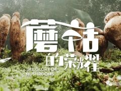 蘑菇，如此榮耀 ——紀(jì)錄片《蘑菇的榮耀》今日上線【學(xué)習(xí)強(qiáng)國】 ()