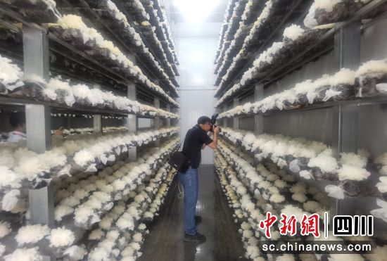 圖為通江銀耳產(chǎn)業(yè)生產(chǎn)車間一角。苗志勇 攝