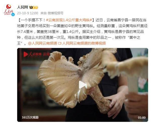 一手握不下！云南發(fā)現(xiàn)1.4公斤重雞樅菌
