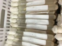 神十六返程，“蕉嶺菌”曾跟隨其飛天 ()