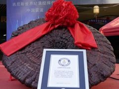 世界最大赤靈芝！象山企業(yè)種出的！ ()