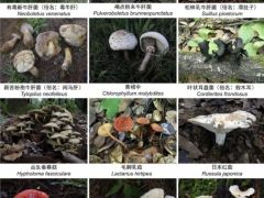 收錄1341個物種！云南在全國率先發(fā)布省級大型真菌圖志 ()