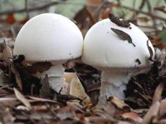 中國(guó)毒蘑菇新修訂名錄