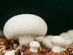 中科院與福建省農(nóng)科院食用菌所合作在雙孢蘑菇標記研究領(lǐng)域取得重