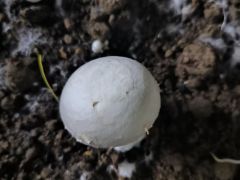 港城菌菇“端上”國際餐桌