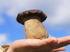 新時(shí)代·新未來——2025國際黑牛肝菌技術(shù)創(chuàng)新大會(huì)(0播放)